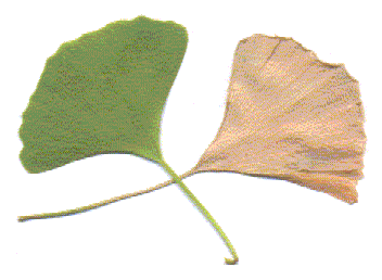 Ginkgo biloba